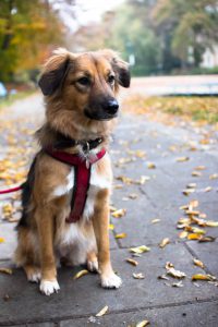 Mappy, chienne Royal Bourbon née en été 2015. Type berger à poil mi-long, taille moyenne. 