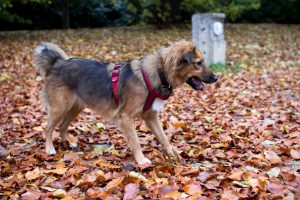 Le Royal Bourbon est un chien attaché à l'homme, très reconnaissant envers son adoptant. Il déborde d'amour.